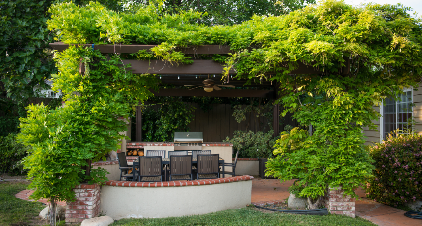 Backyard Pergola with Climbing Wisteria